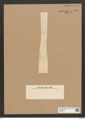 Diatomeae indet. Zeichnungen Sammlung Grunow Nr. 6360 (NHMW-BOT-W0375016)